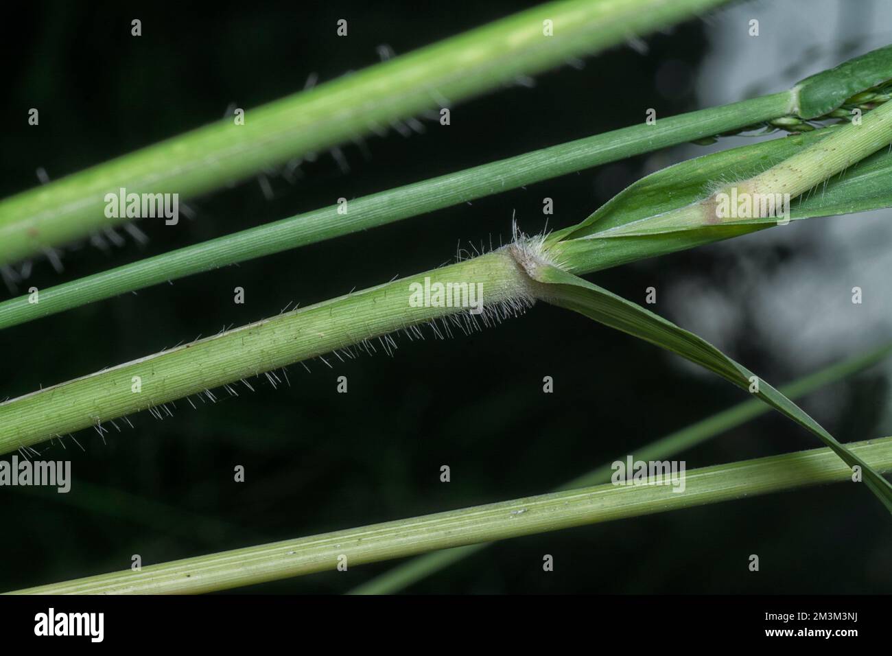 close up of the stems of poaceae grasses branch. Stock Photo