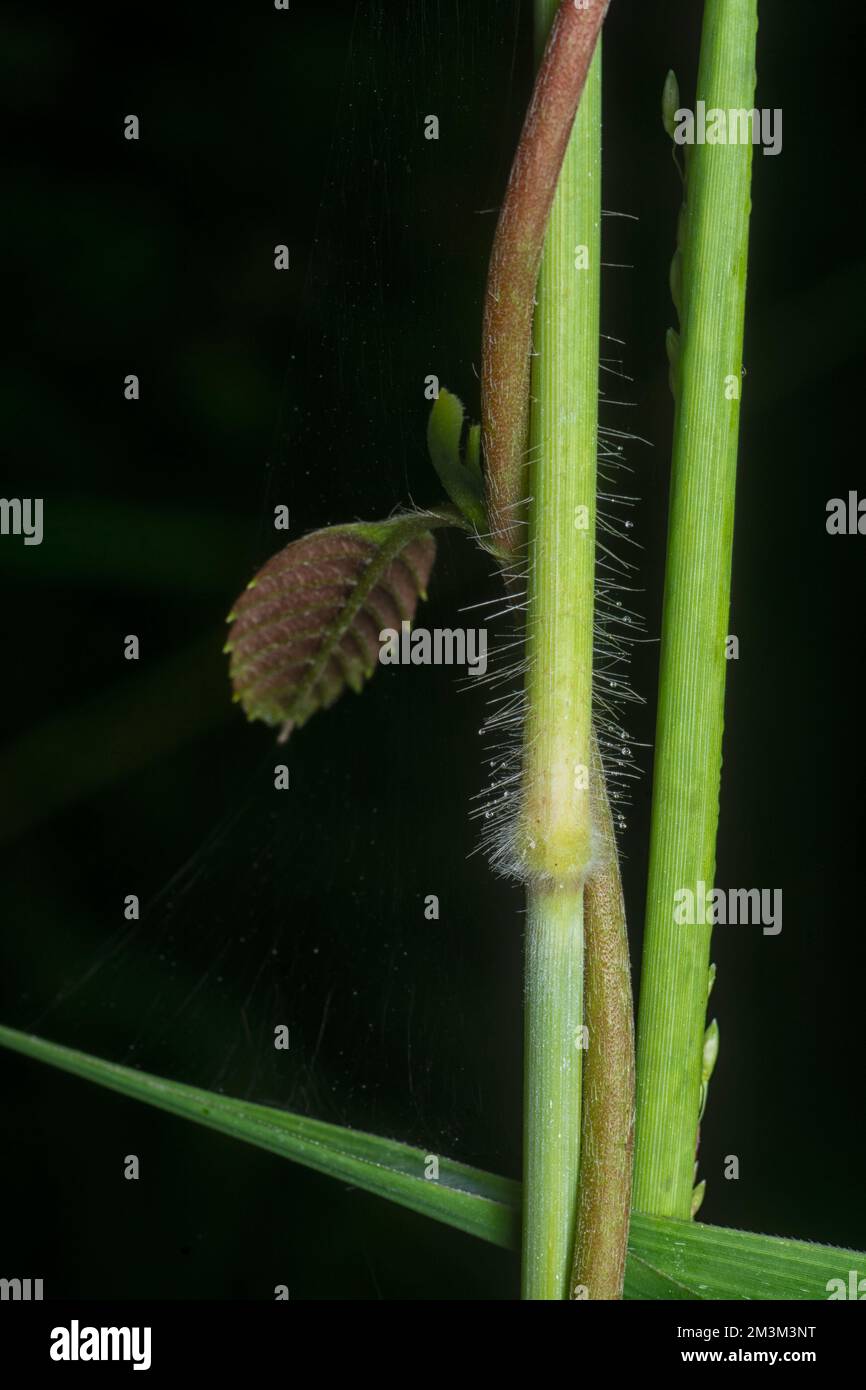 close up of the stems of poaceae grasses branch. Stock Photo