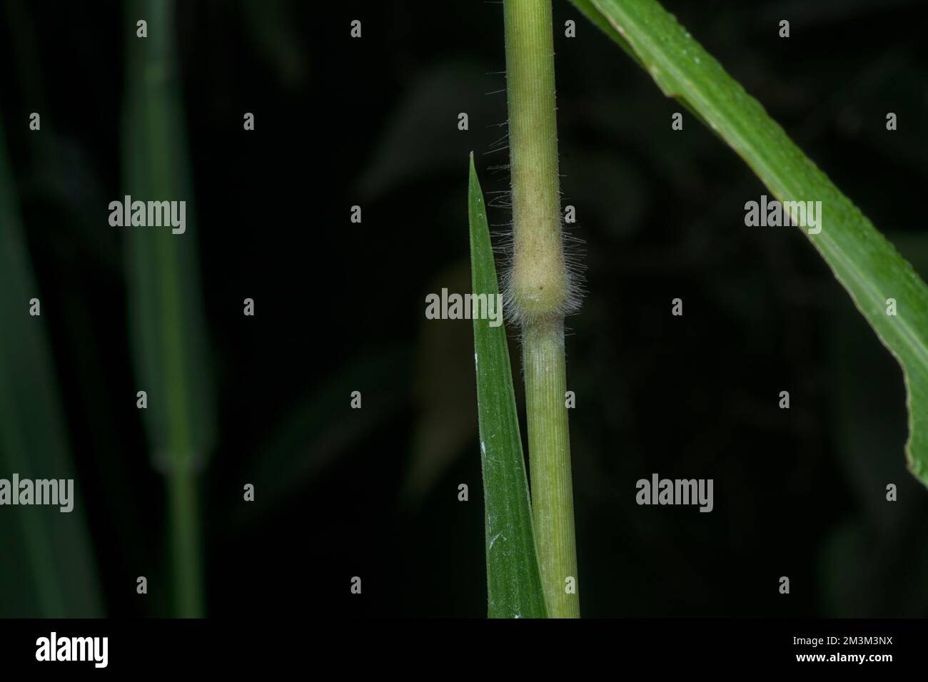 close up of the stems of poaceae grasses branch. Stock Photo