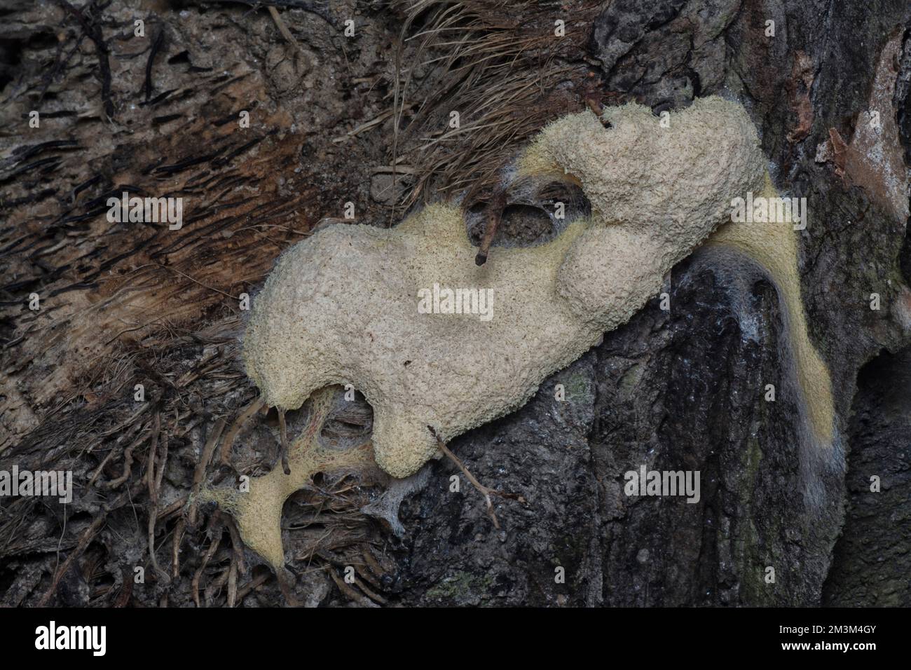 close shot of the fuligo plasmodial slime mold on the bark. Stock Photo