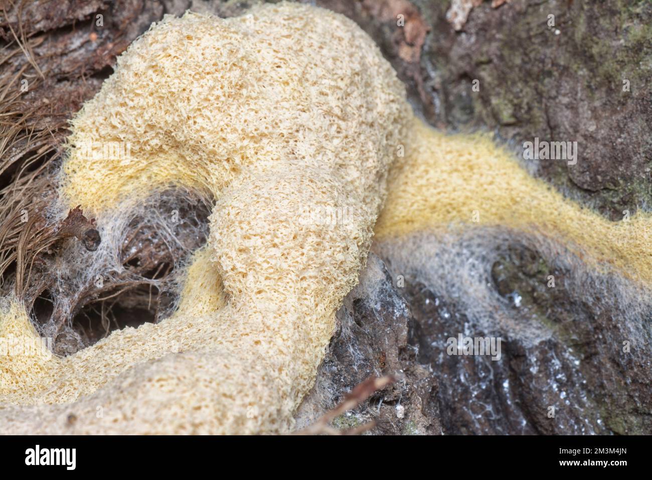 close shot of the fuligo plasmodial slime mold on the bark. Stock Photo