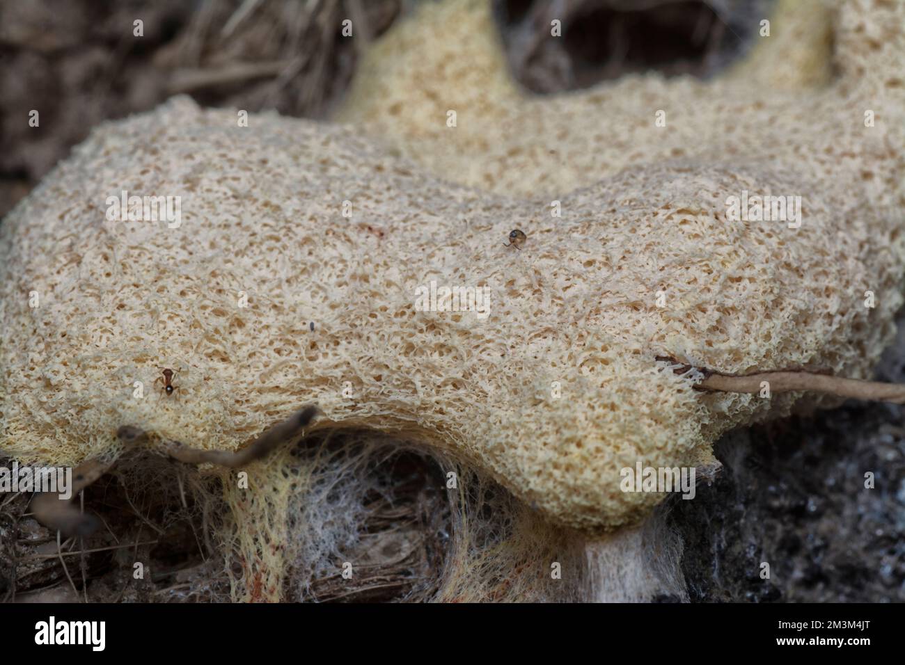 close shot of the fuligo plasmodial slime mold on the bark. Stock Photo