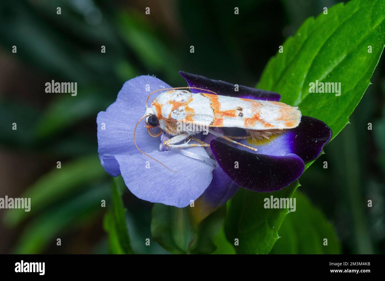 close shot of the genus cyana moth Stock Photo