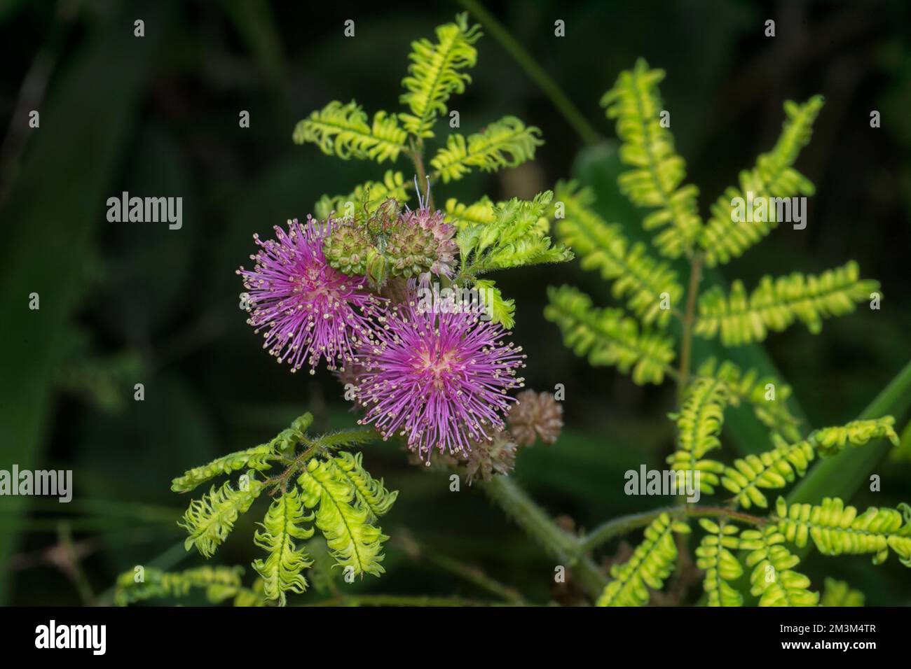 close shot of Mimosa Invisa Giant Sensitive Plant Stock Photo