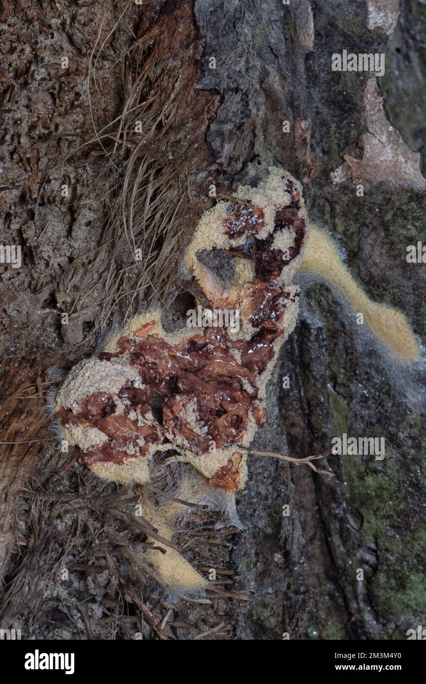 close shot of the fuligo plasmodial slime mold on the bark. Stock Photo