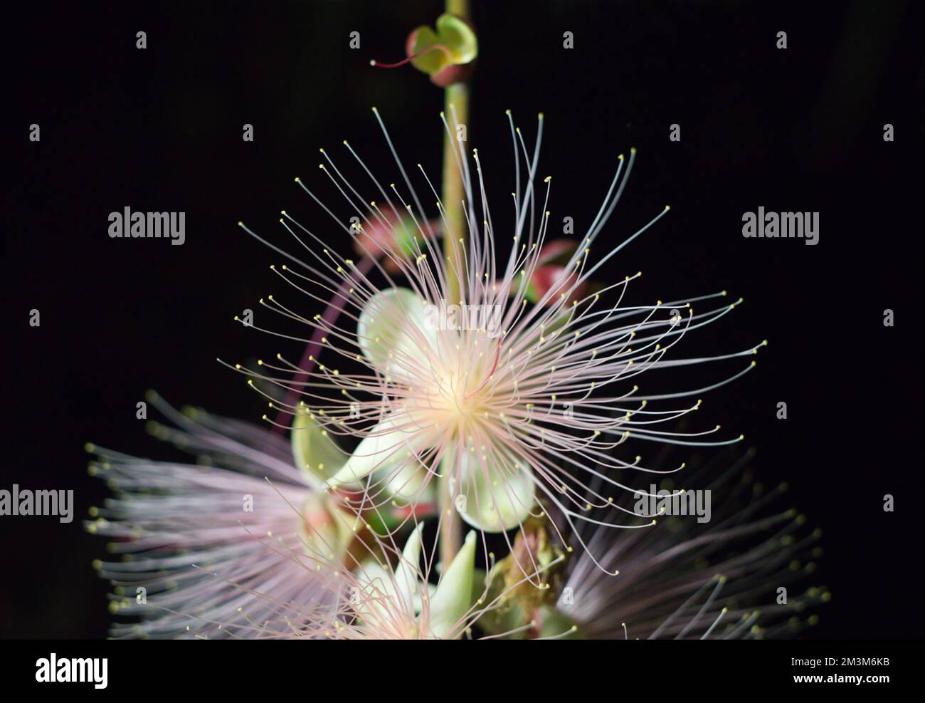 Barringtonia racemosa or powder puff tree flower at night. Pink exotic flowers. Strings of flowers hang from the trees like fireworks. Yilan, Taiwan. Stock Photo