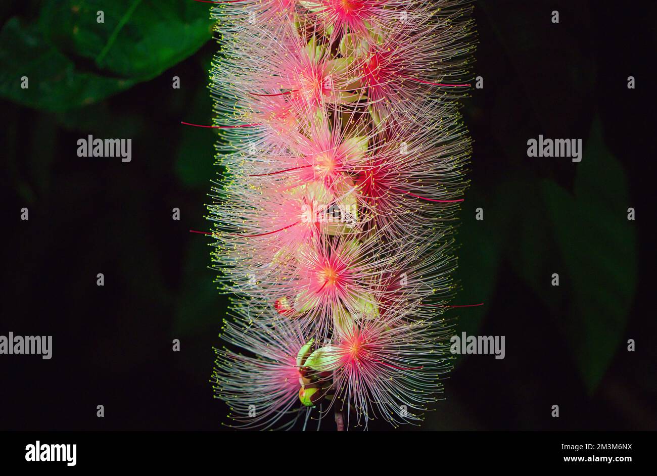 Barringtonia racemosa or powder puff tree flower at night. Pink exotic flowers. Strings of flowers hang from the trees like fireworks. Yilan, Taiwan. Stock Photo