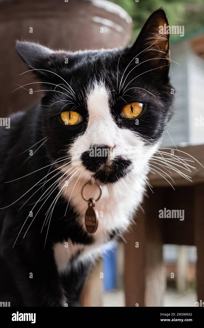 Mixed-breed cat. Black and White tuxedo cat with a mustache. Cute cat. Black cat with white spot sits outdoor. Nobody, selective focus Stock Photo