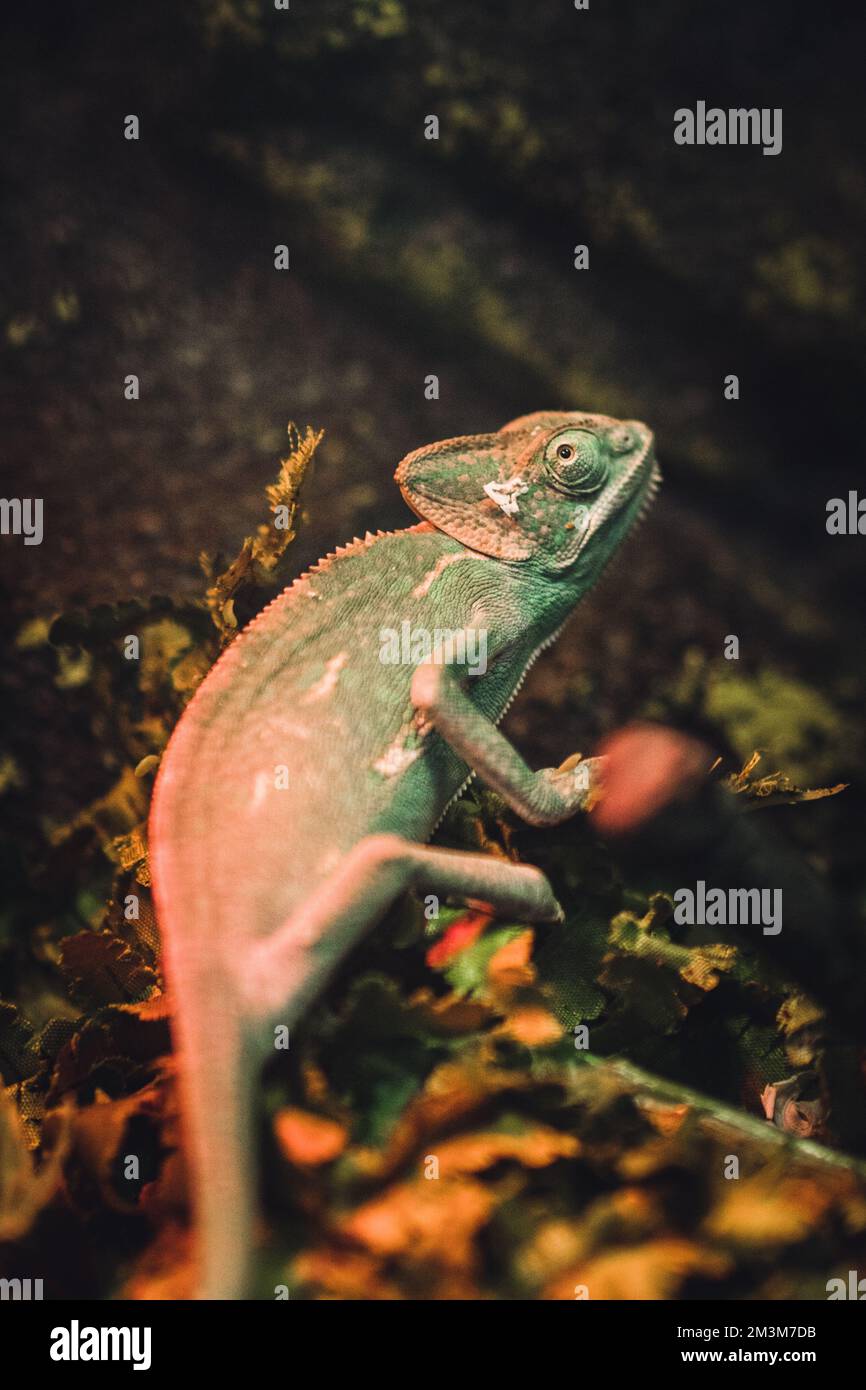 lizard in a pet store Stock Photo Alamy