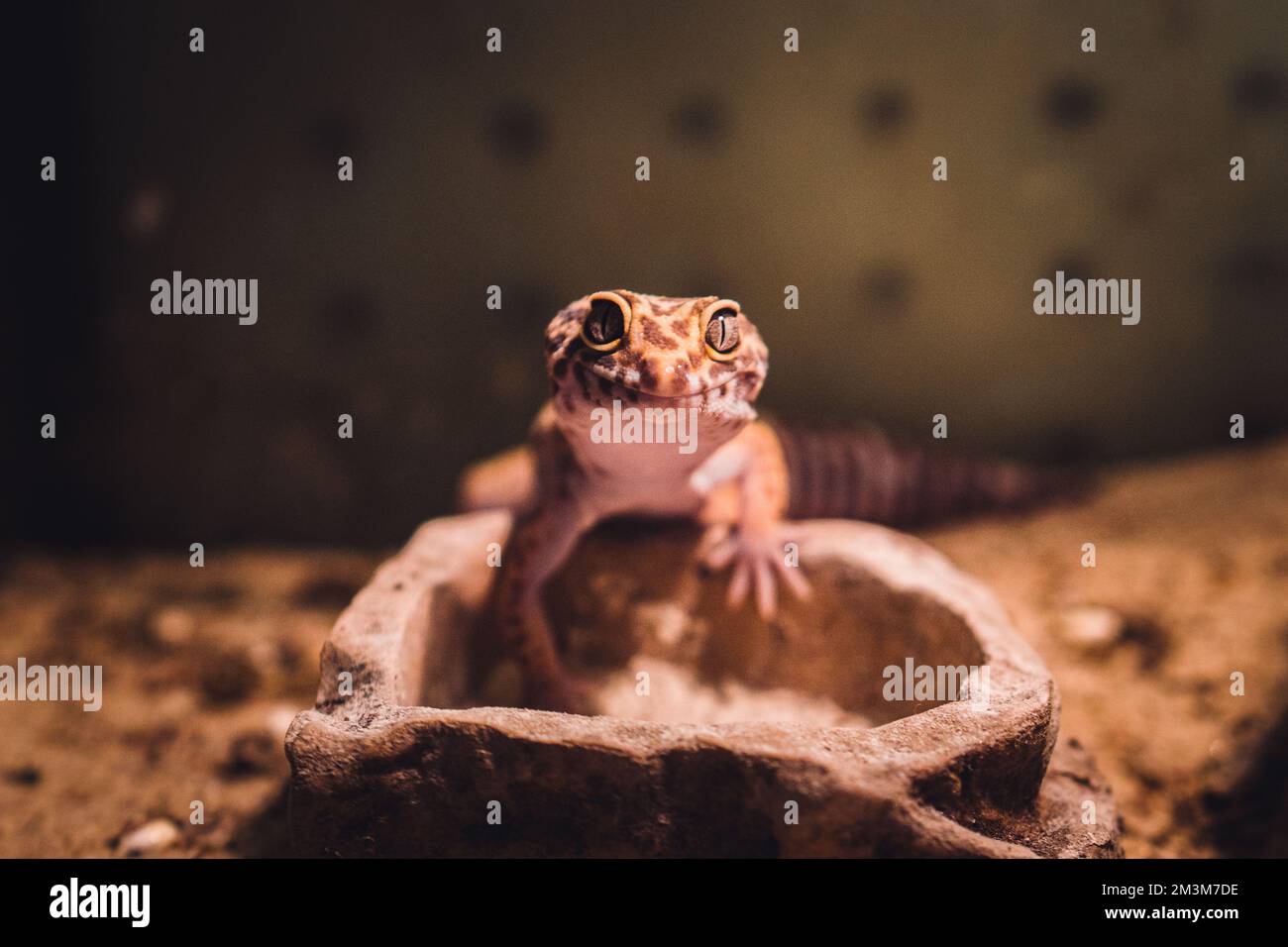 lizard in a pet store Stock Photo Alamy