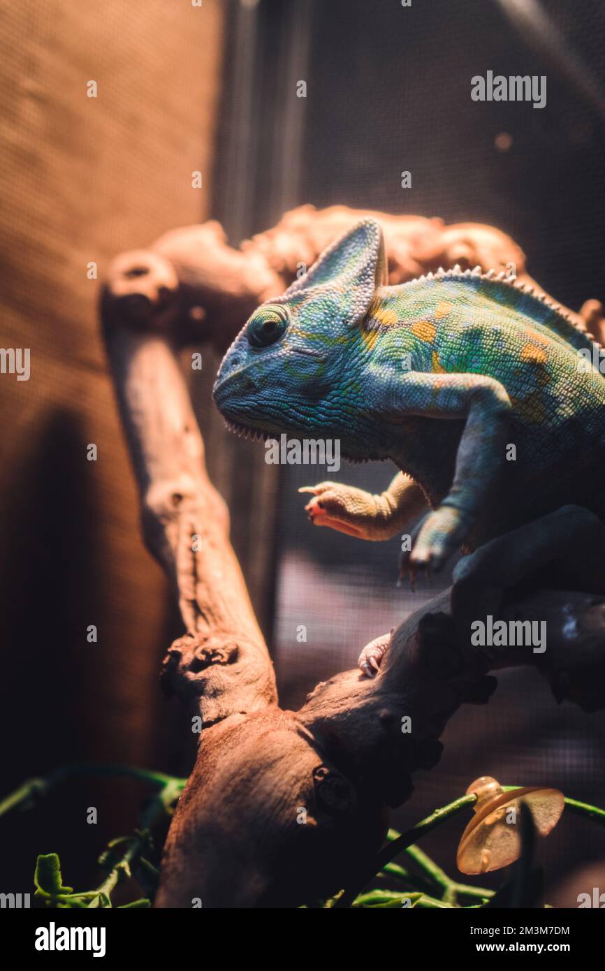 lizard in a pet store Stock Photo Alamy