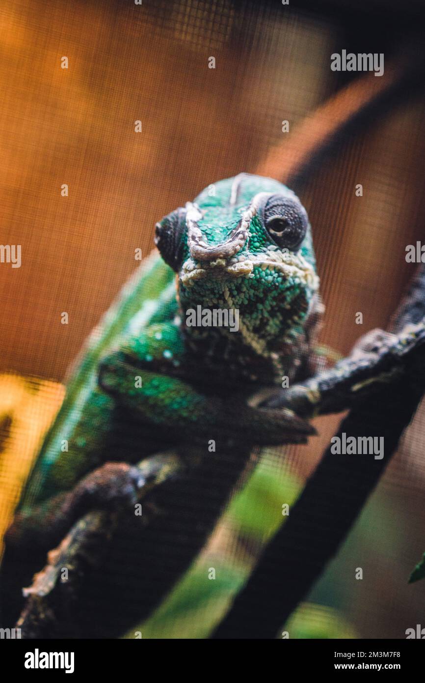 lizard in a pet store Stock Photo Alamy