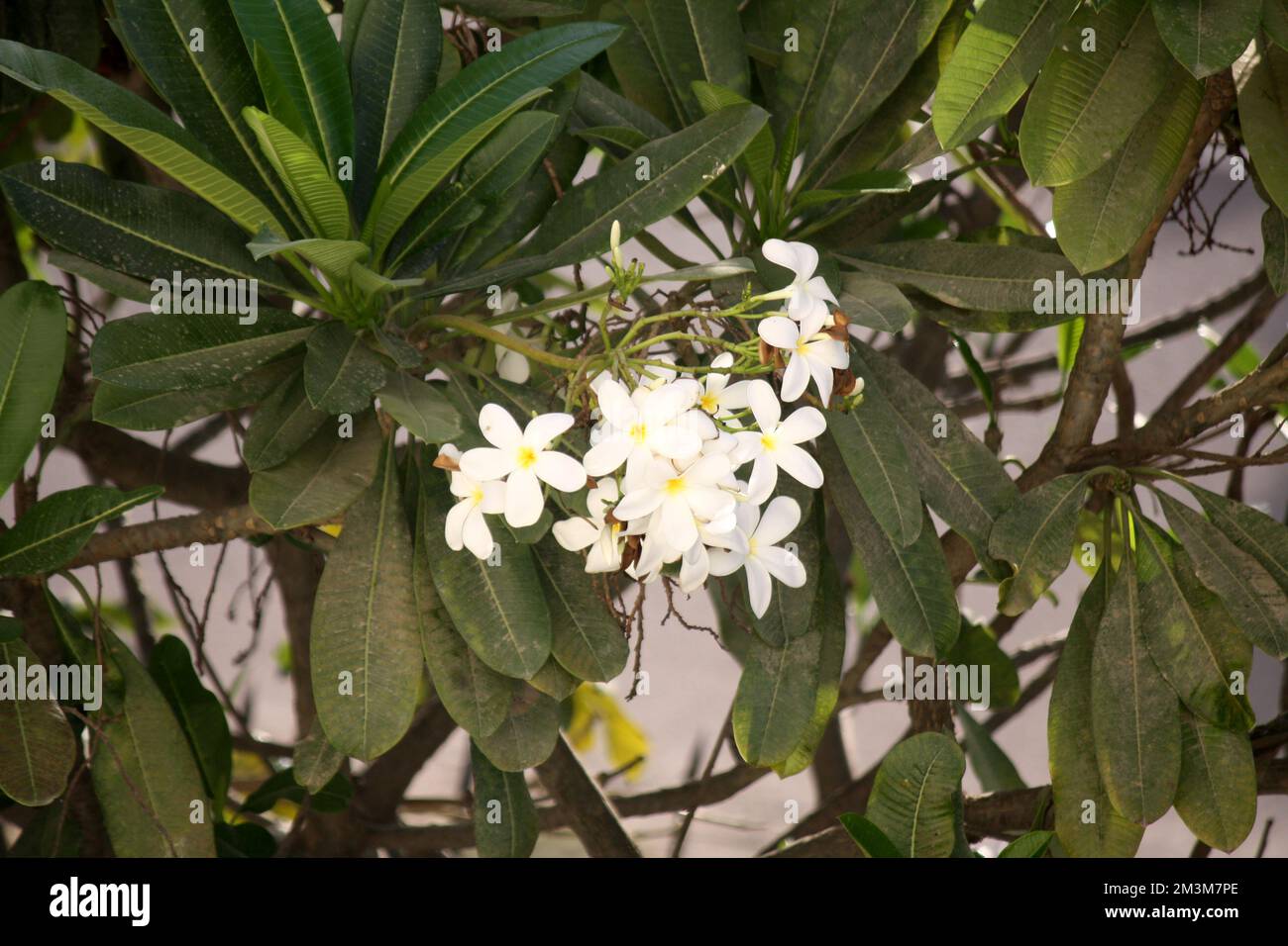 Singapore graveyard flowers (Plumeria obtusa) on a tree : (pix Sanjiv Shukla) Stock Photo