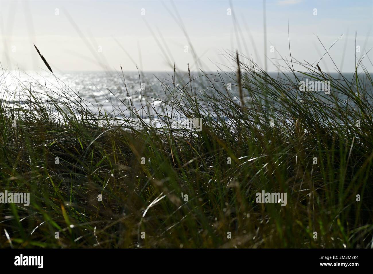 Beach grasses as a closeup against the ocean Stock Photo