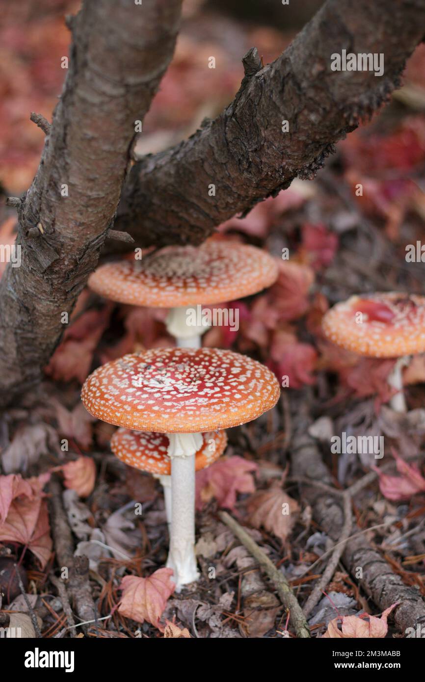 Red fly agaric mushrooms and maple leaves Stock Photo