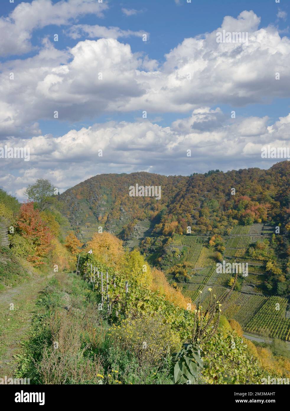 Footpath in Vineyard,Ahrtal close to Bad Neuenahr-Ahrweiler before Flood 2021,Germany Stock Photo