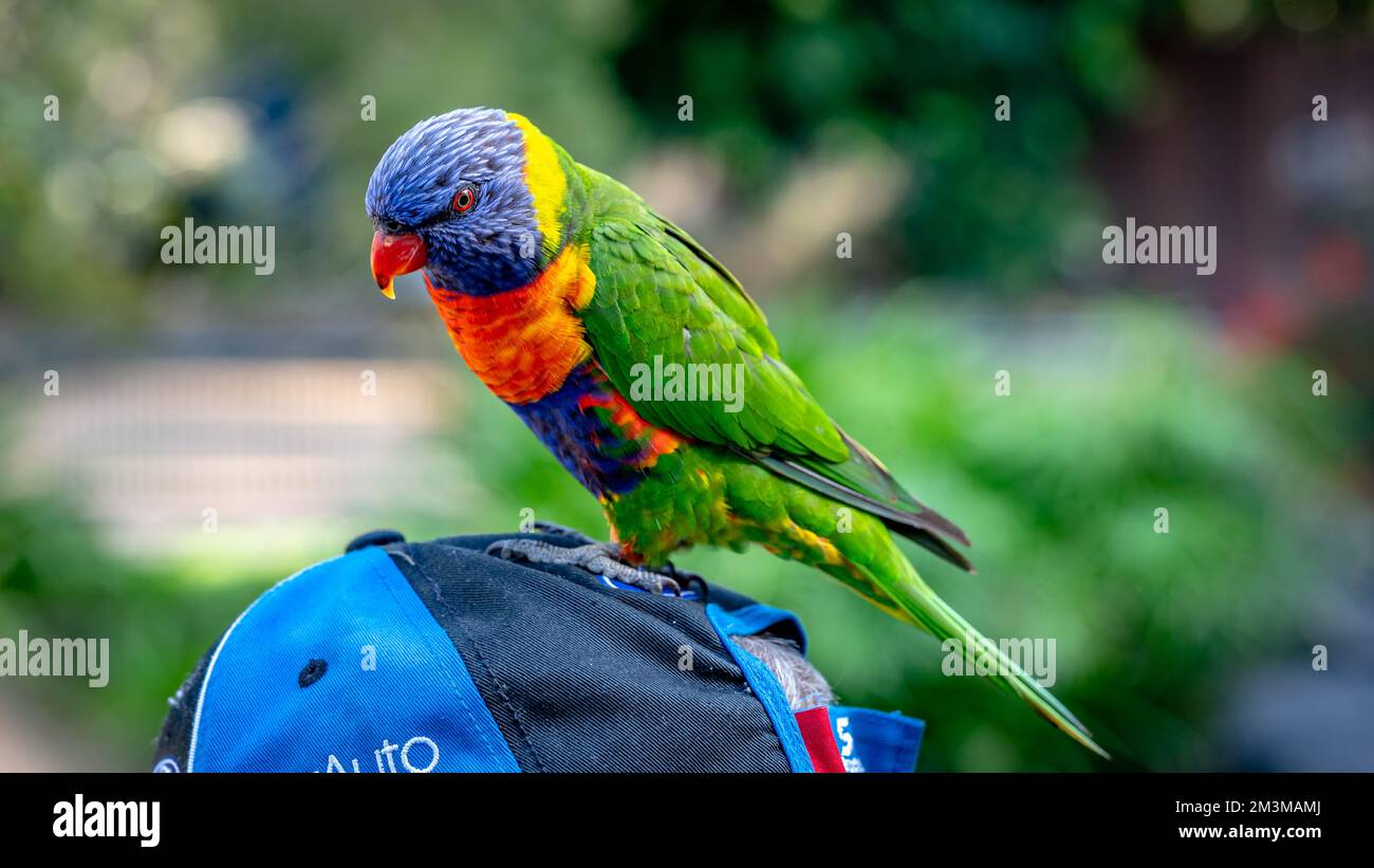 Colourful lorikeets sitting on the person's head Stock Photo