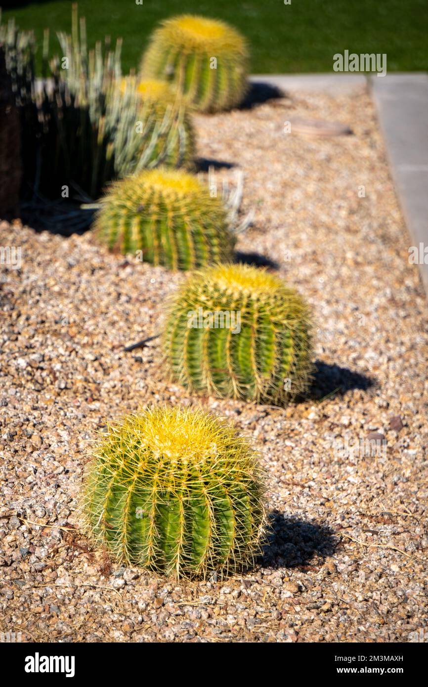 The mesa lds temple Stock Photo Alamy