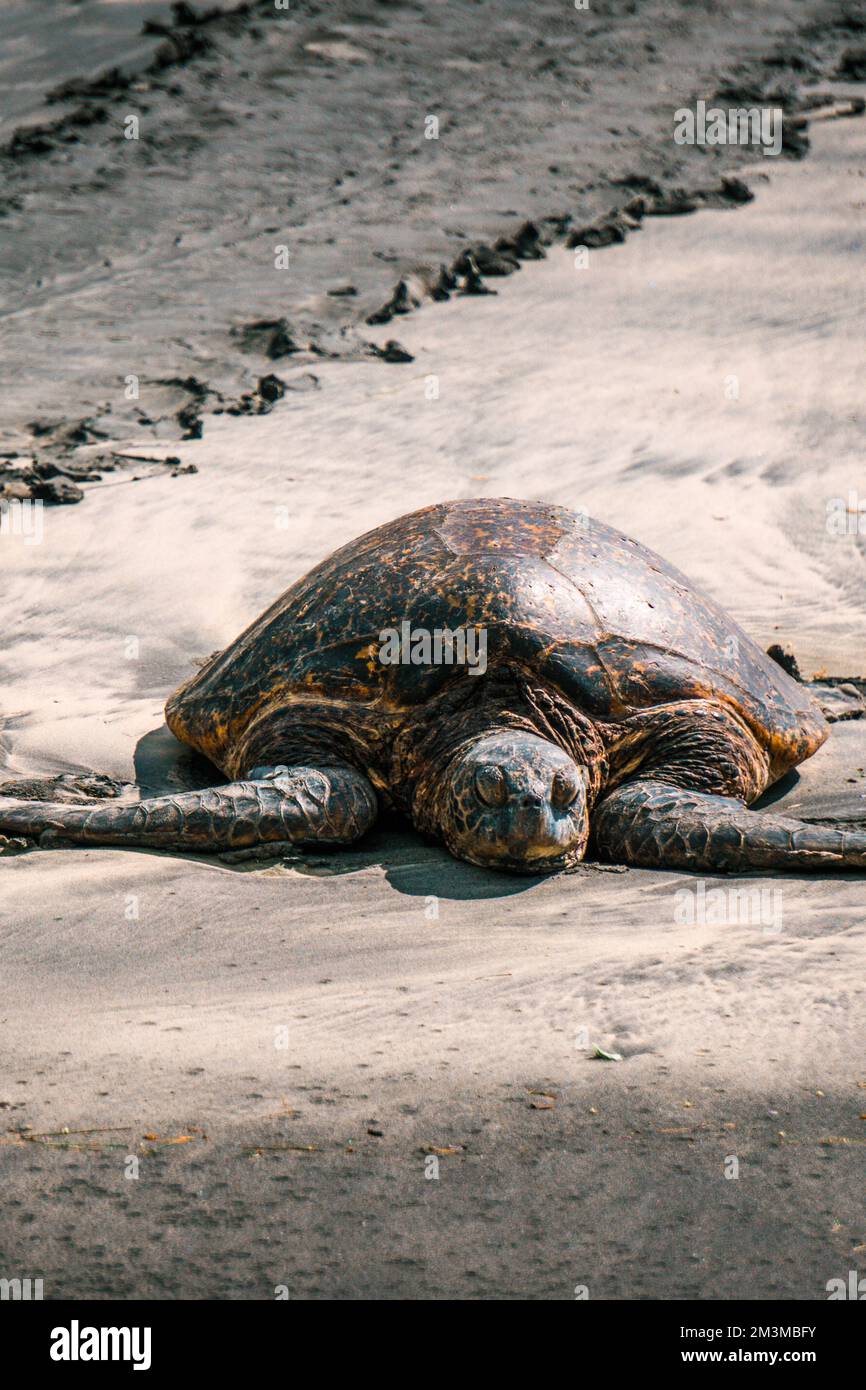 wild sea turtles Stock Photo Alamy