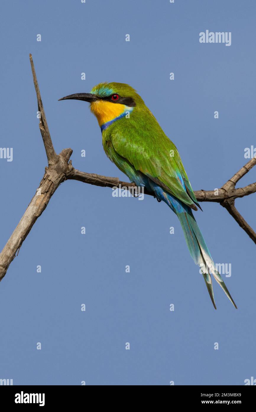 Swallow tailed Bee-eater (Merops hirundineus) against blue sky with copy space, Koto Creek, The Gambia, West Africa Stock Photo