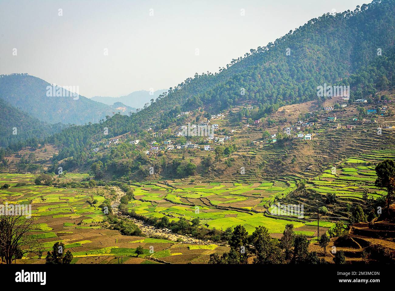 Terrace farming, Bijoria village, Kausani, Bageshwar, Kumaon, Uttarakhand, India Stock Photo