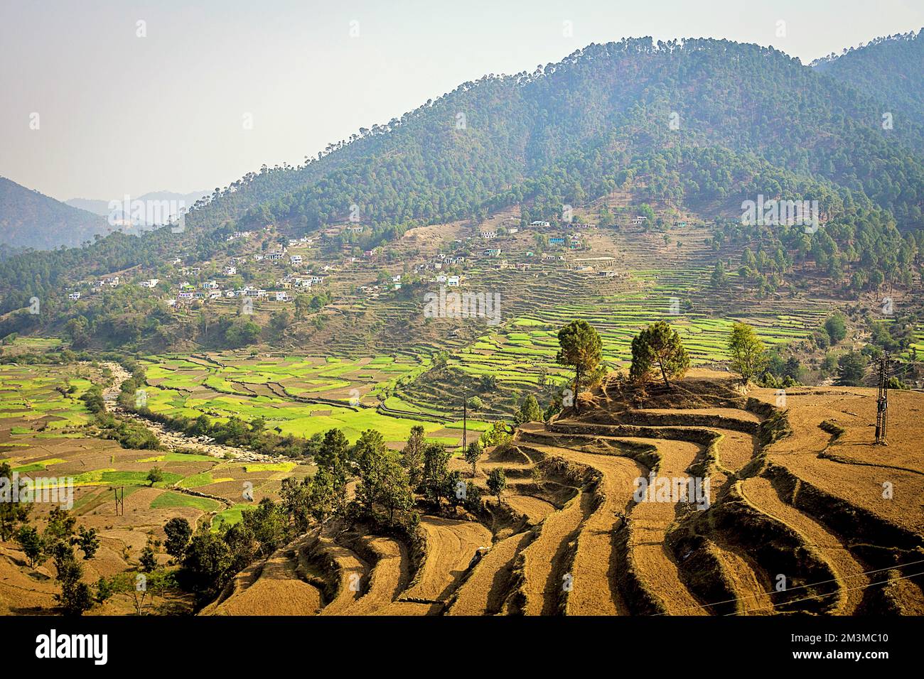 Terrace farming, Bijoria village, Kausani, Bageshwar, Kumaon