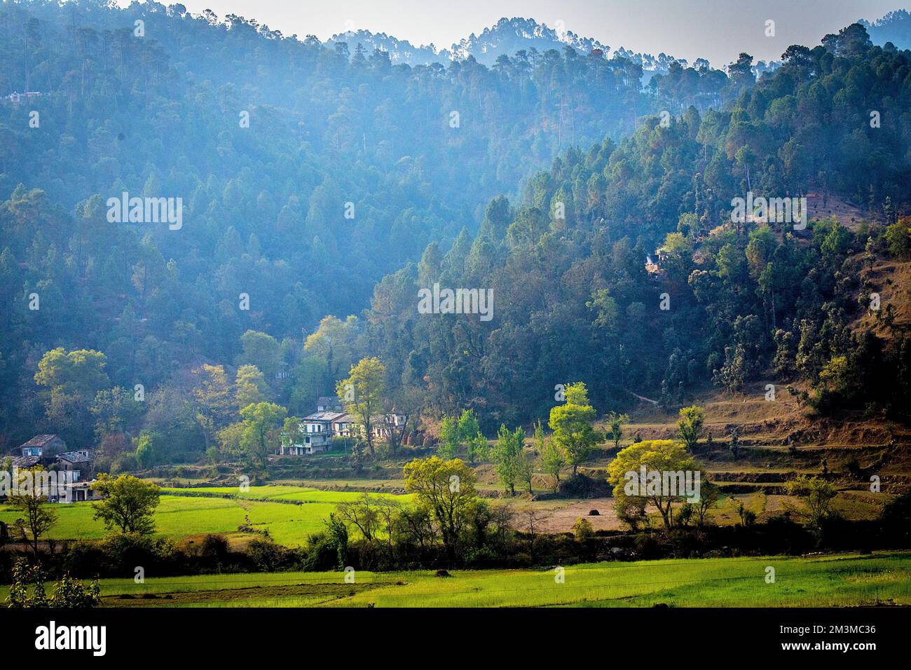 Terrace farming, Bijoria village, Kausani, Bageshwar, Kumaon, Uttarakhand, India Stock Photo