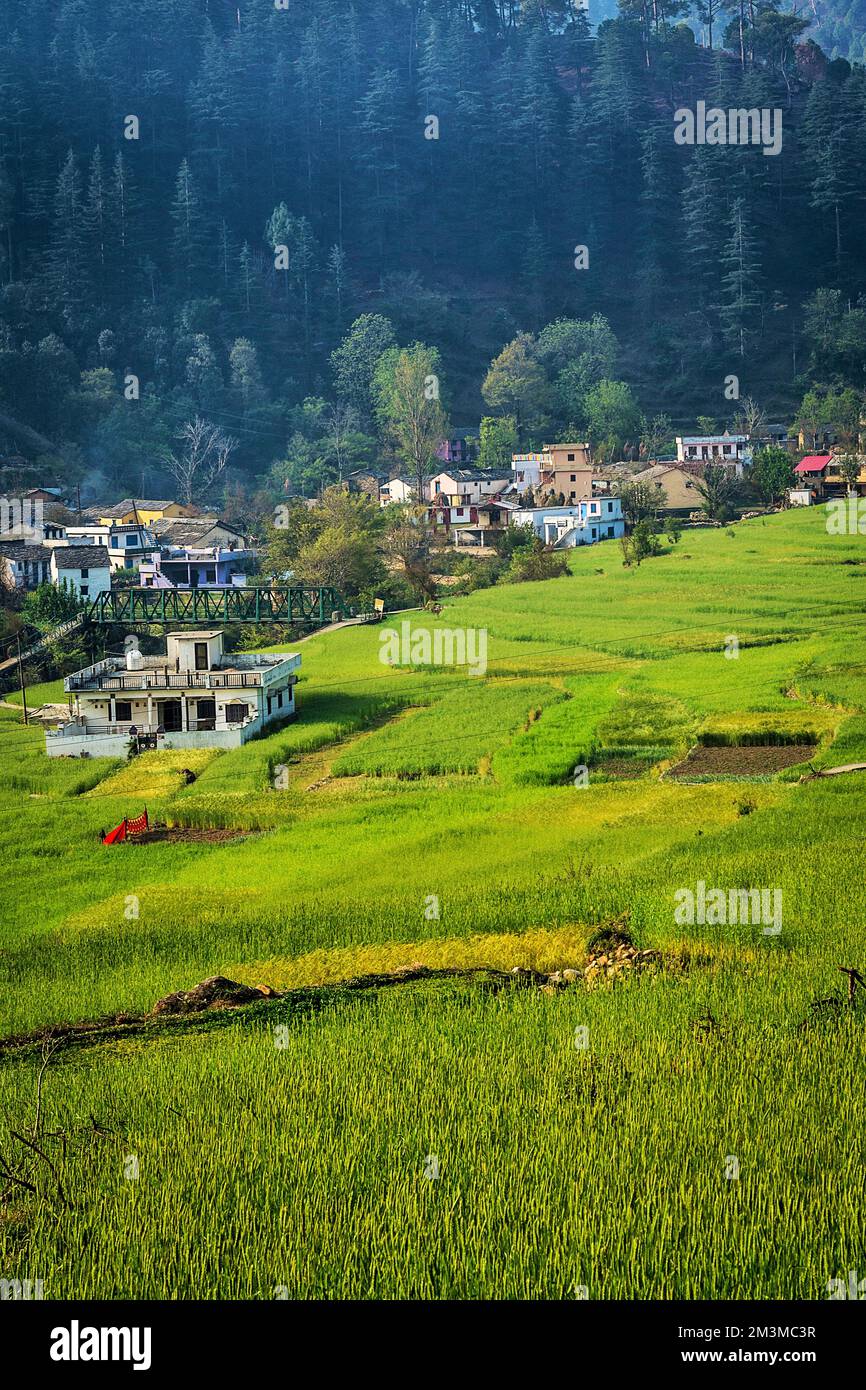 Terrace farming, Bijoria village, Kausani, Bageshwar, Kumaon