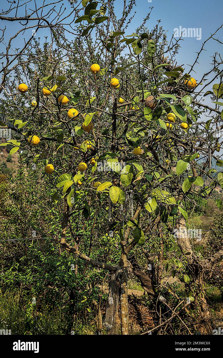 Lemon tree, Bijoria village, Kausani, Bageshwar, Kumaon, Uttarakhand