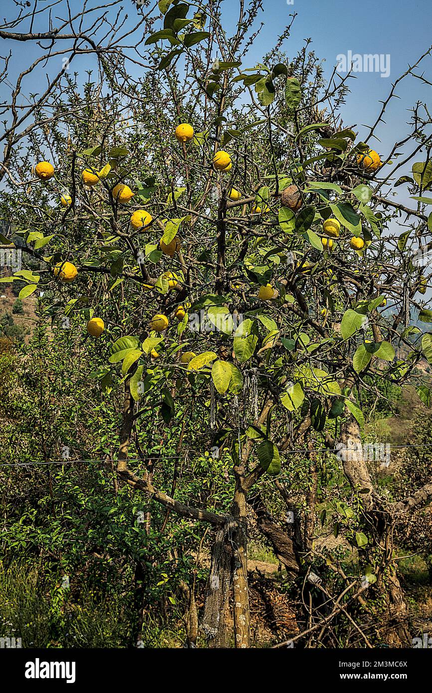 Lemon tree, Bijoria village, Kausani, Bageshwar, Kumaon, Uttarakhand, India Stock Photo