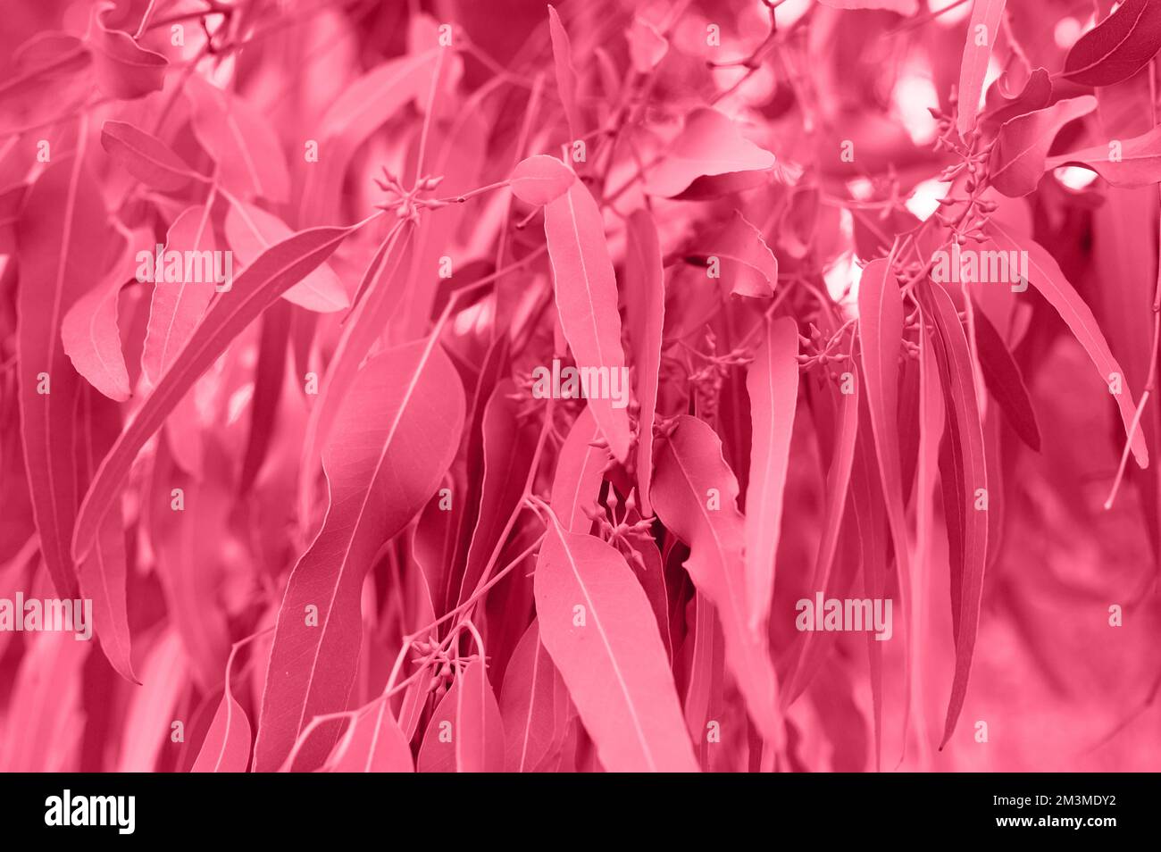 gum tree or eucalyptus leaves. branch eucalyptus tree nature outdoor