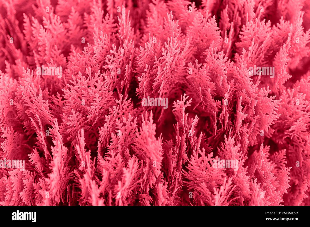 background of closeup beautiful purple christmas leaves of thuja trees. thuja occidentalis is an evergreen coniferous tree. toned in viva magenta, tre Stock Photo