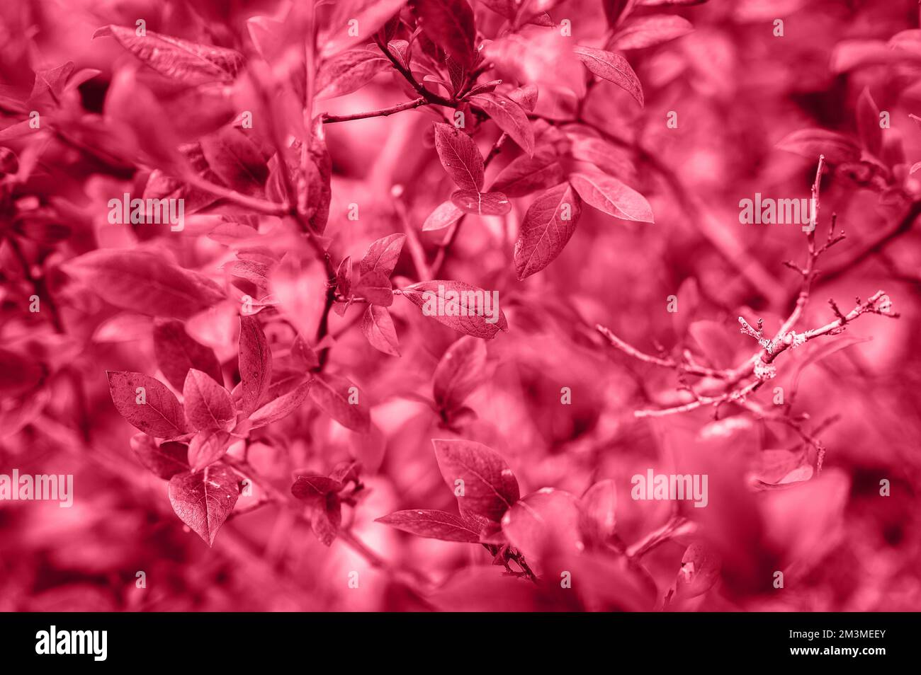 autumn bush with blueberry leaves. vaccinium corymbosum leaves burgundy red purple pink color in the garden in fall. gardening and nature concept. ton Stock Photo