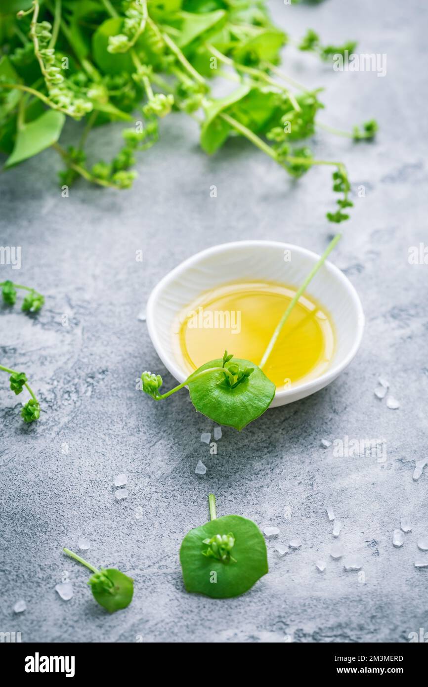 Winter purslane, Indian lettuce, with olive oil and salt. Claytonia perfoliata Stock Photo