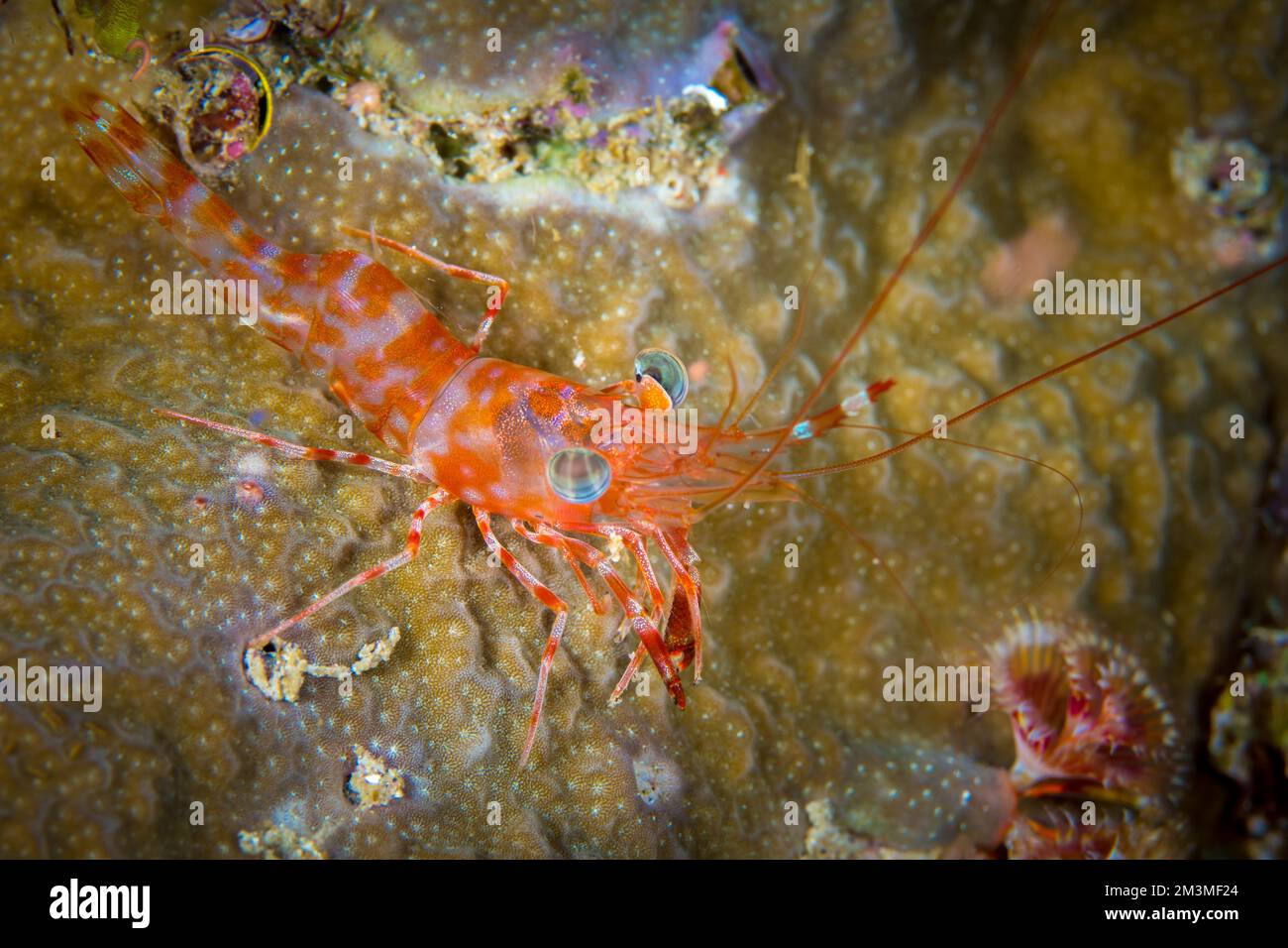 Cleaner shrimp on coral reef in Papua Stock Photo