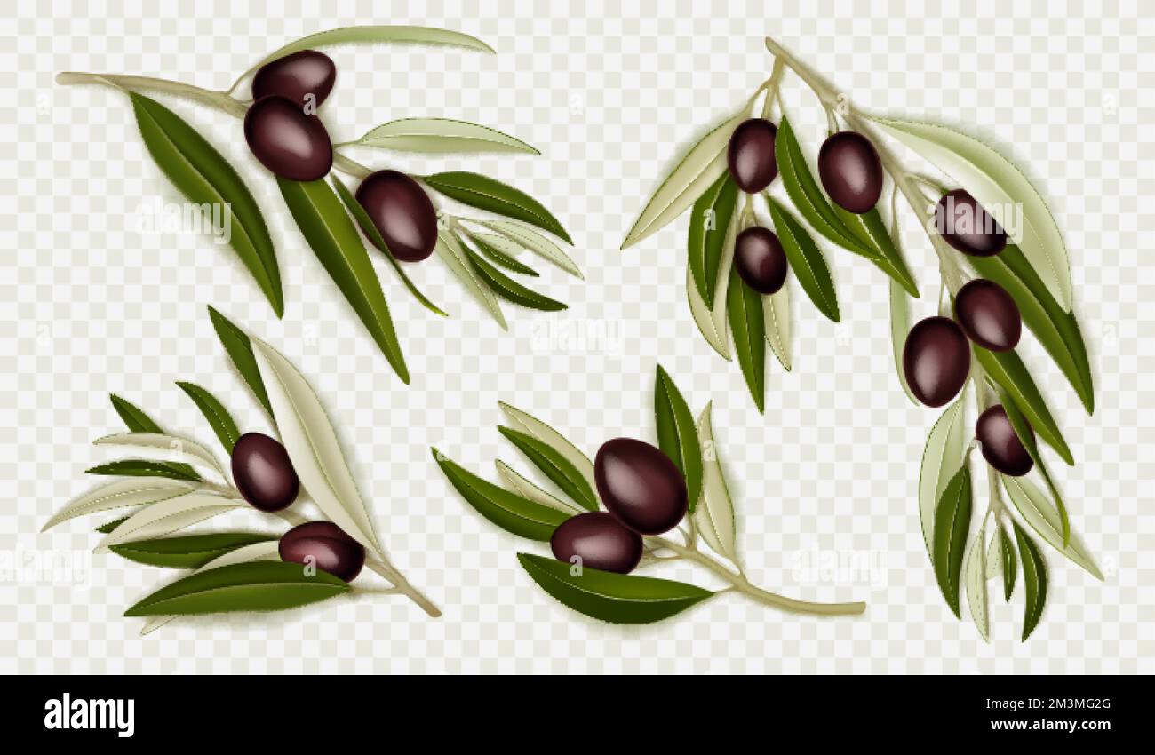 Realistic olive branches with black berries and green leaves. Natural ...