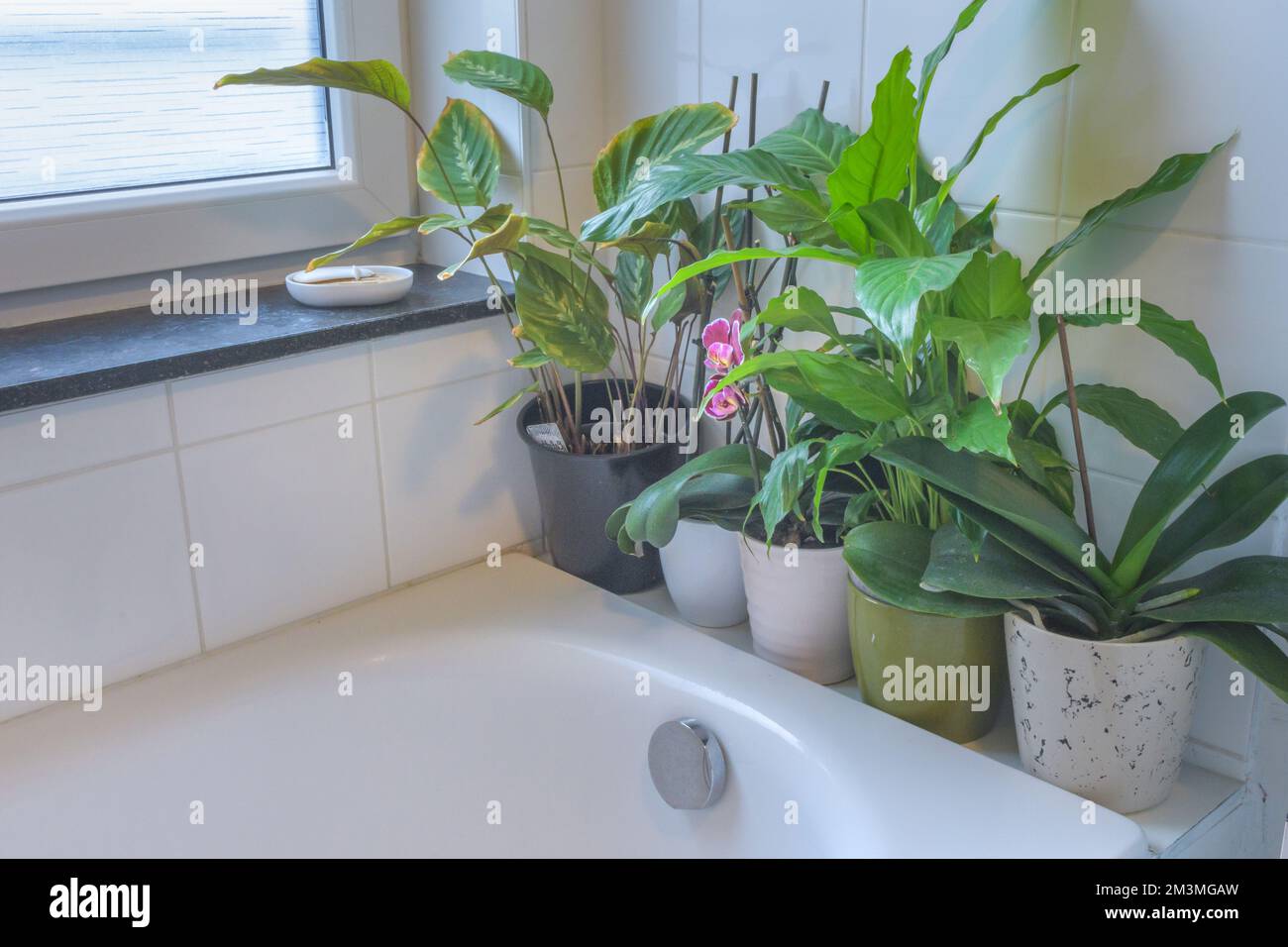 The placement of houseplants in the bathroom Stock Photo Alamy