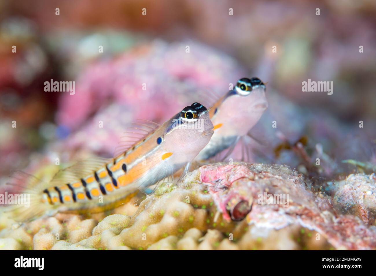 Beautiful colorful saltwater goby on coral reef in the Pacific Stock Photo