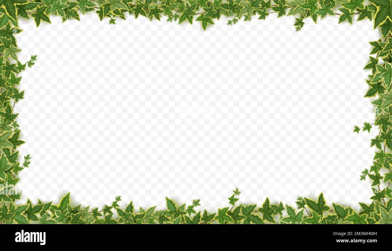 Frame of ivy vines with green leaves. Garden wall decoration with hanging lianas. Banner