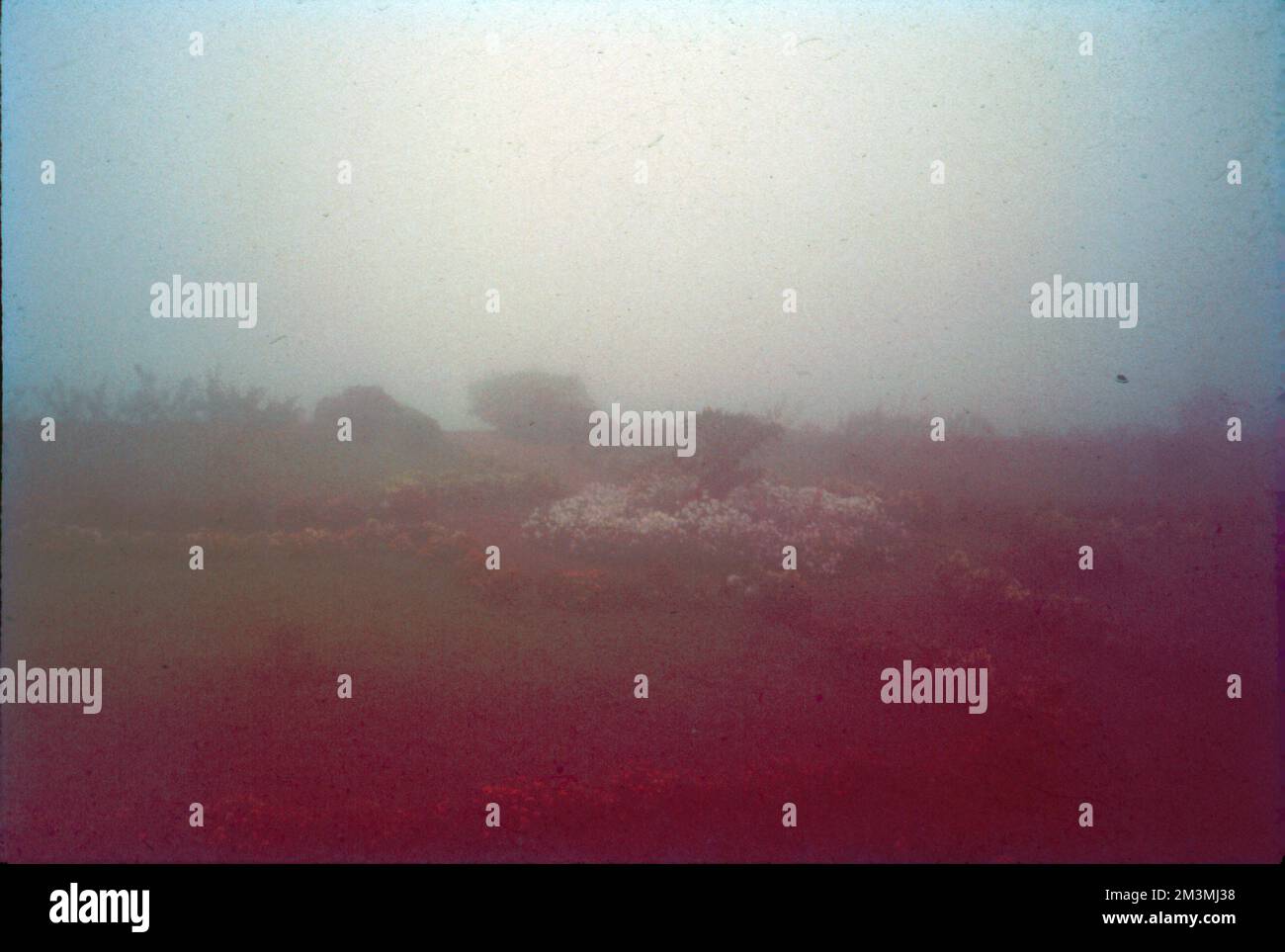 Mist is a phenomenon caused by small droplets of water suspended in the