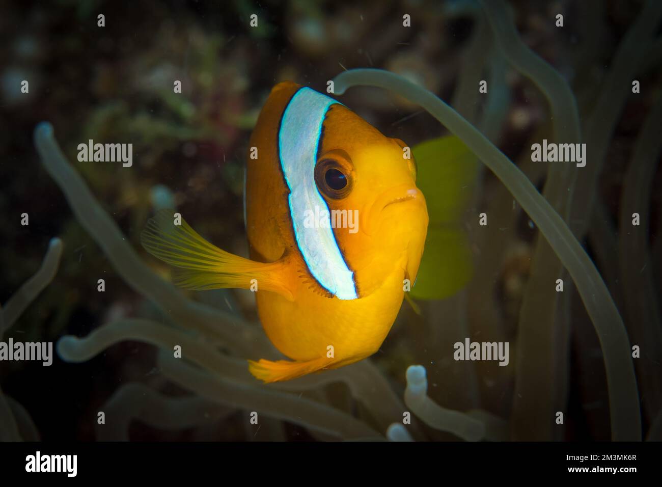 clarks brinkley reef