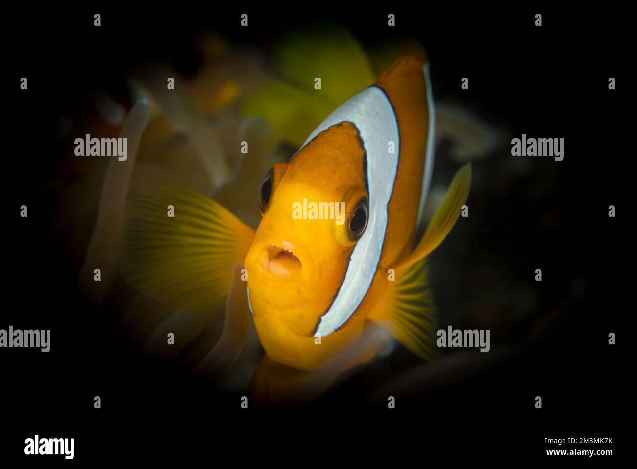 Clarks anemonefish swimming above healthy coral reef Stock Photo - Alamy