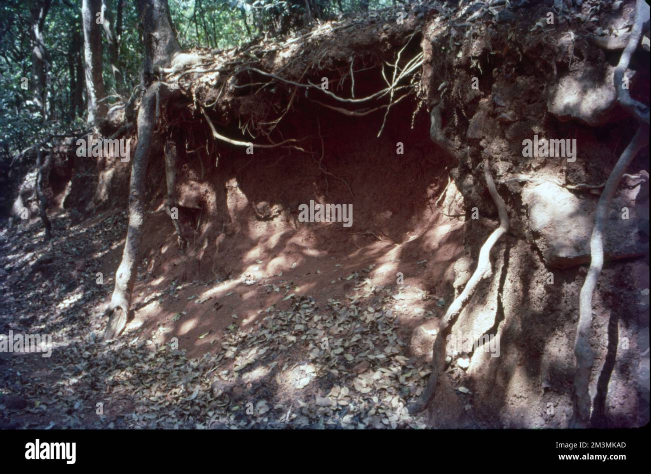 Tree roots gets exposed hi-res stock photography and images - Alamy