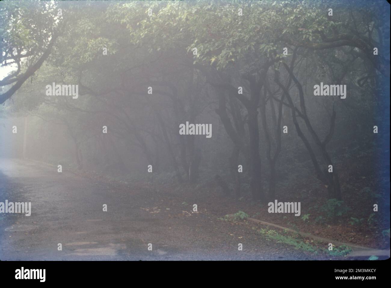 Mist is a phenomenon caused by small droplets of water suspended in the