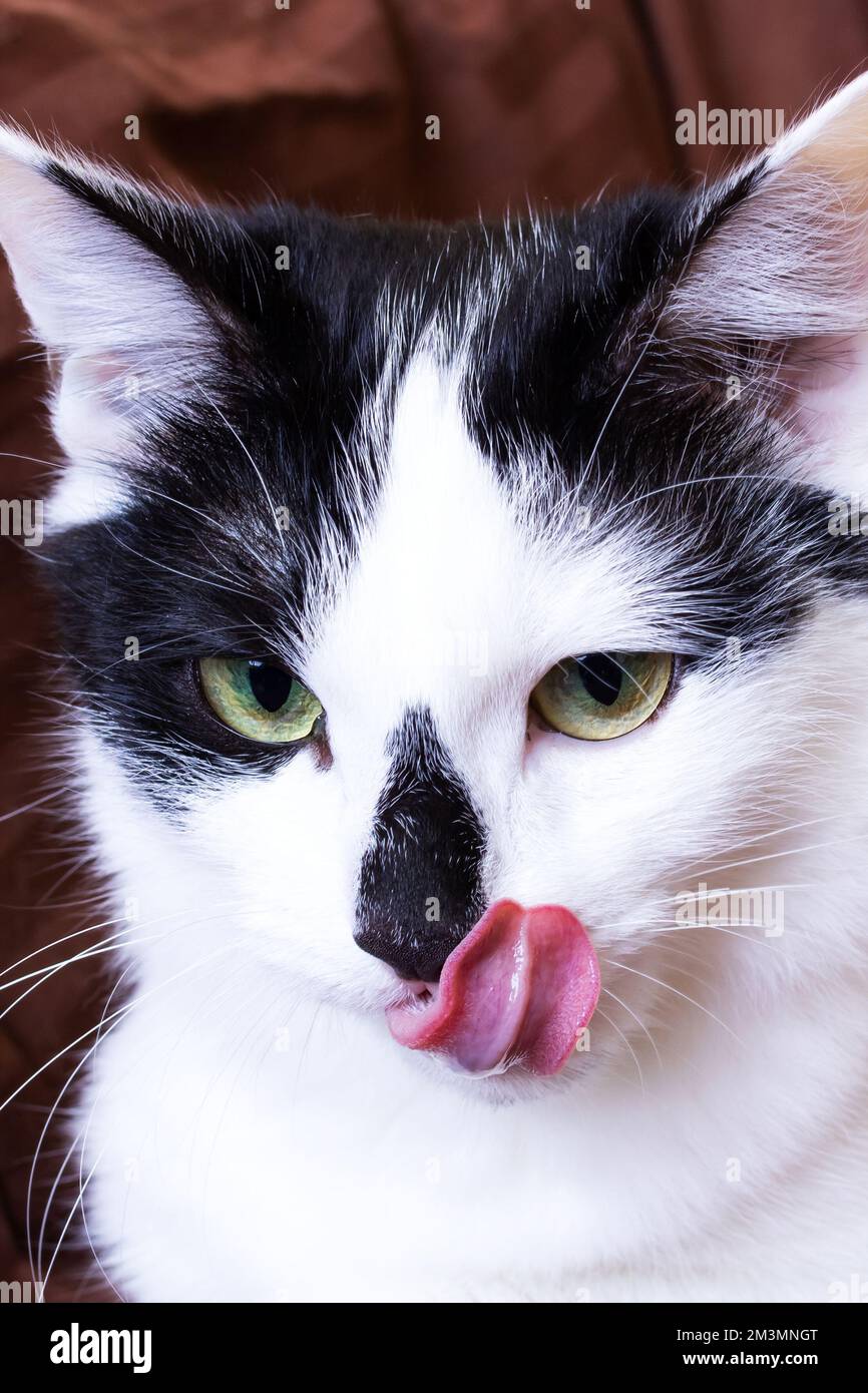 Black and white cat licking it self close up Stock Photo