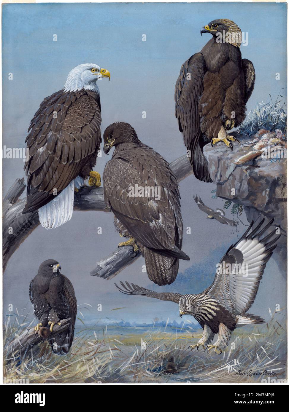Plate 41: Bald Eagle, Golden Eagle, Rough-legged Hawk , Bald eagle