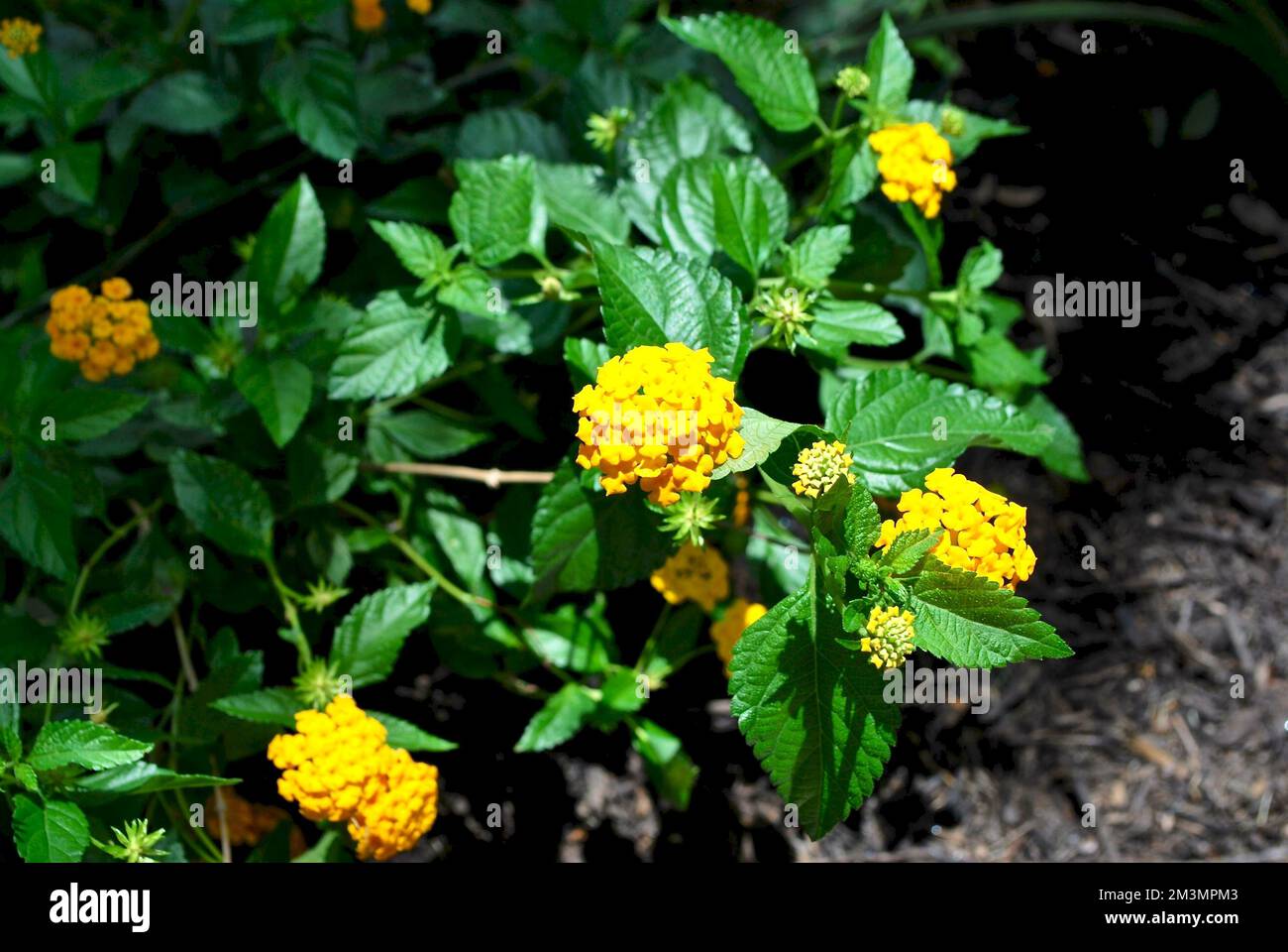 Yellow trailing lantanas (lantana montevidensis) on a lush bush Stock