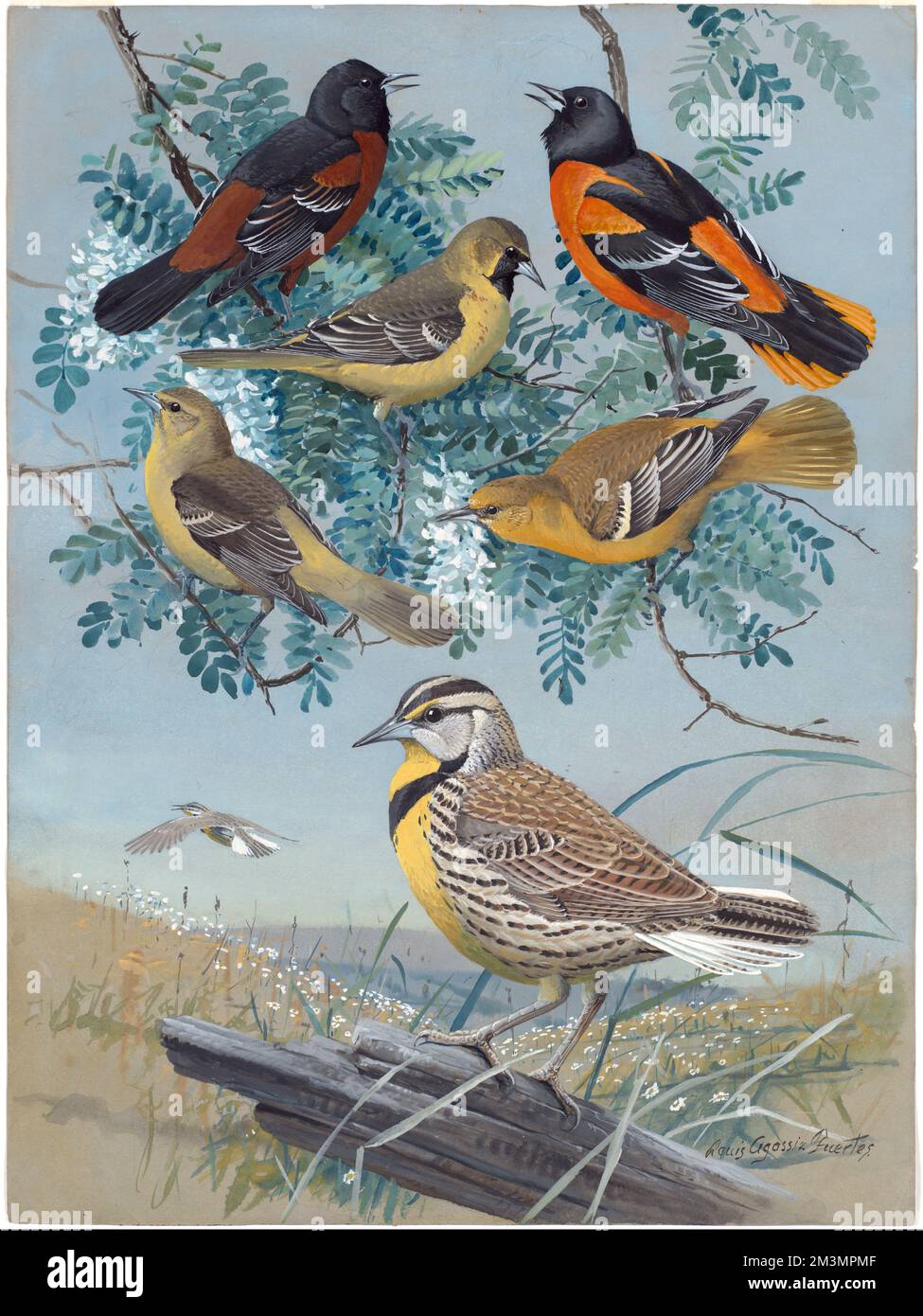 Plate 61 Orchard Oriole, Baltimore Oriole, Meadowlark , Northern