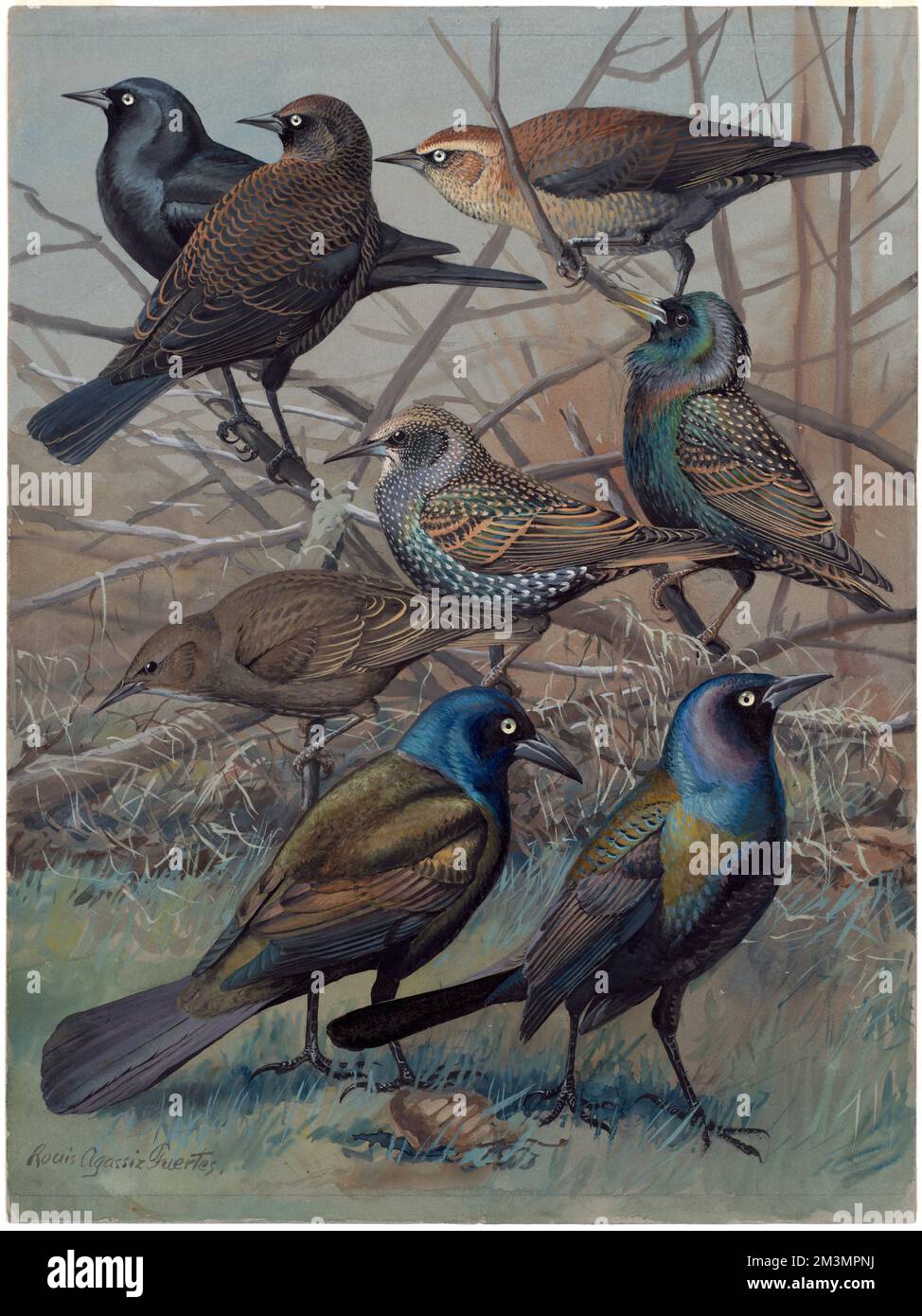 Sturnus vulgaris illustration hi-res stock photography and images - Alamy