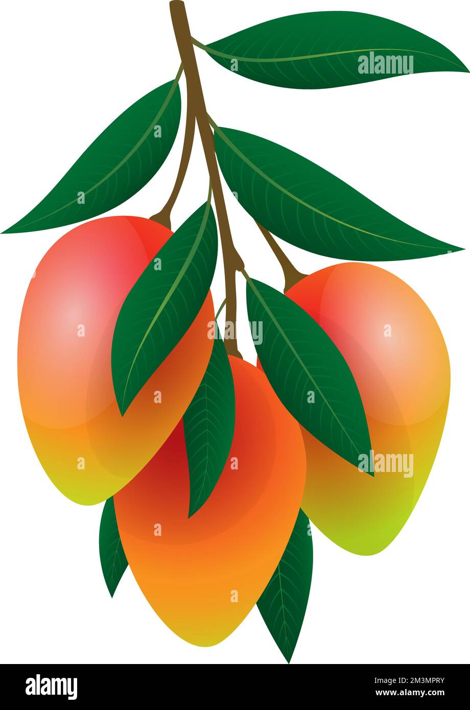 Colour mangoes branch Stock Vector Image & Art Alamy
